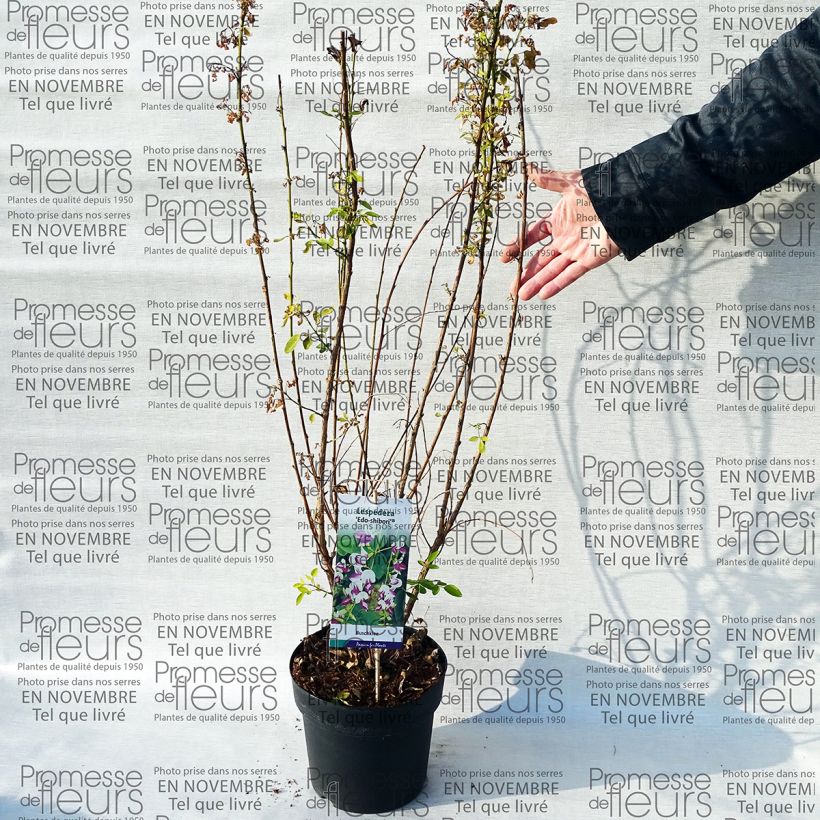 Spécimen de Lespedeza thunbergii Edo-Shibori tel que livré en printemps
