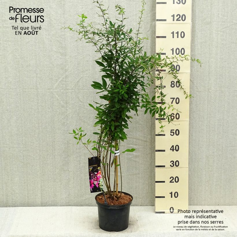 Spécimen de Lespedeza thunbergii Gibraltar - Trèfle en arbre - Pot de 2L/3L tel que livré en été