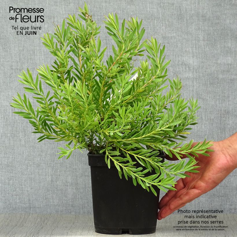 Spécimen de Leucadendron Cheeky  Pot de 3L/4L tel que livré en été