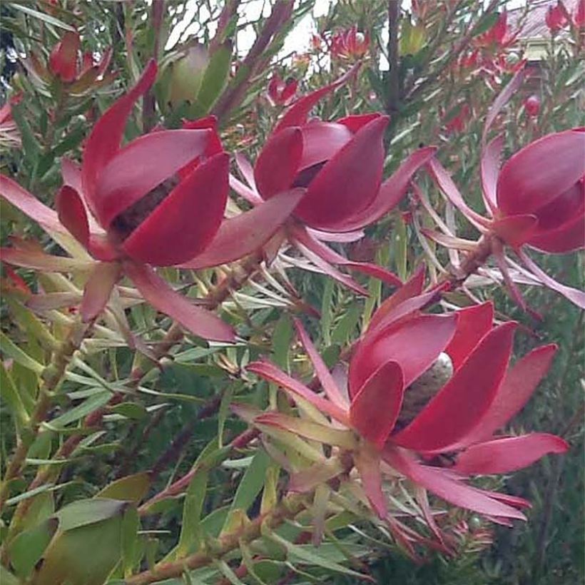 Leucadendron Devil's Blush (Floraison)