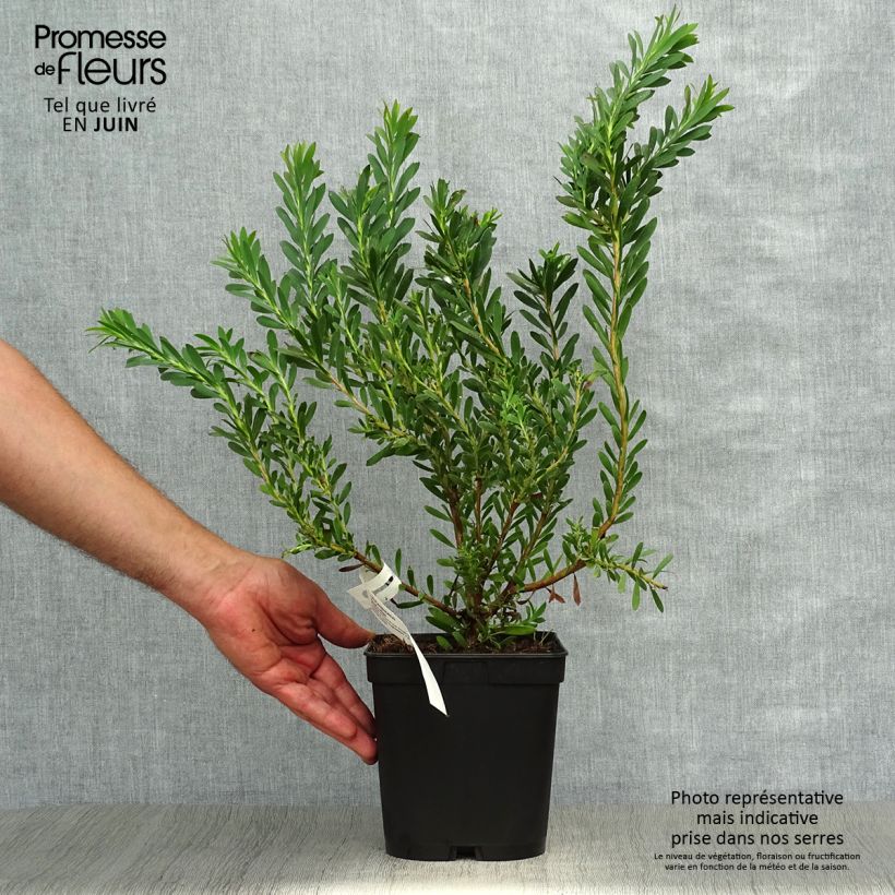 Spécimen de Leucadendron Devil's Blush Pot de 3L/4L tel que livré en été