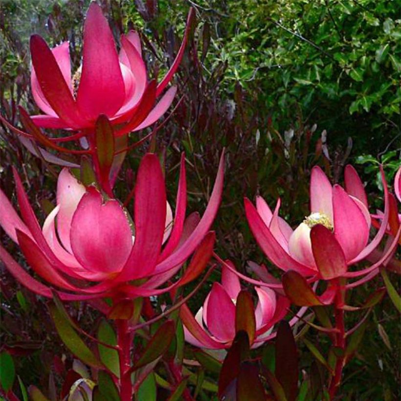 Leucadendron Fireglow (Floraison)