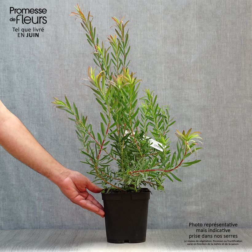 Spécimen de Leucadendron Fireglow Pot de 3L/4L tel que livré en été