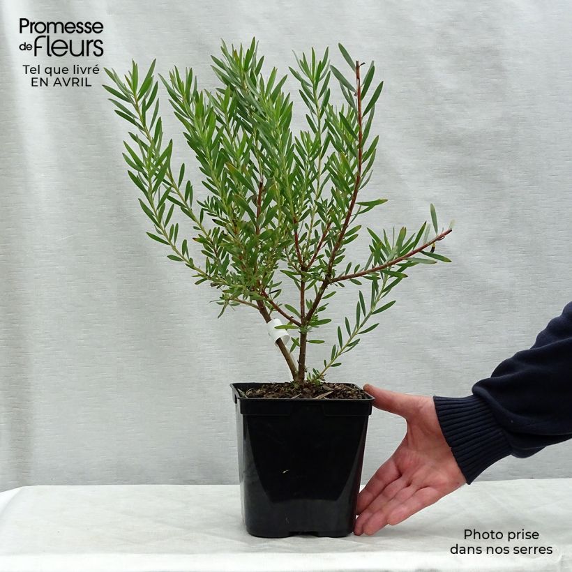 Spécimen de Leucadendron Fireglow Pot de 3L/4L tel que livré au printemps