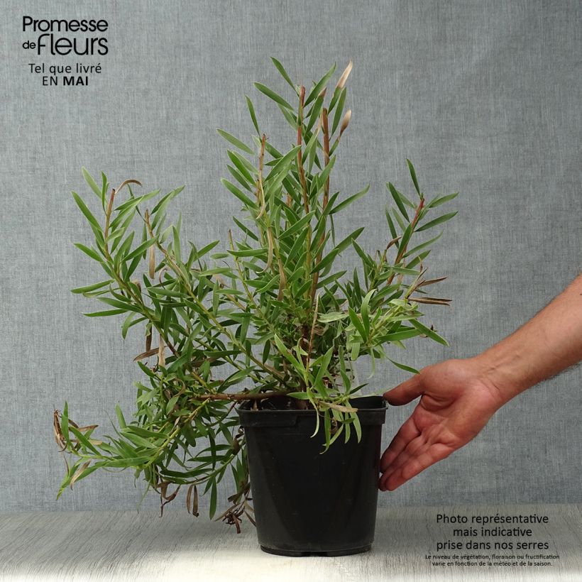 Spécimen de Leucadendron Inca Gold Pot de 3L/4L tel que livré au printemps