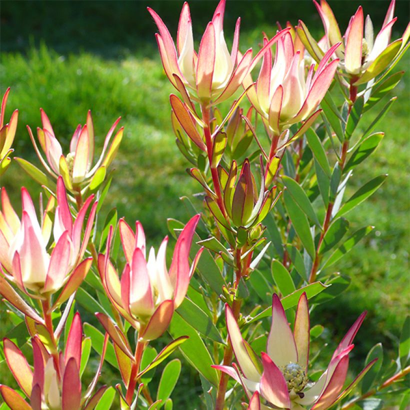 Leucadendron  Jack Harre (Floraison)