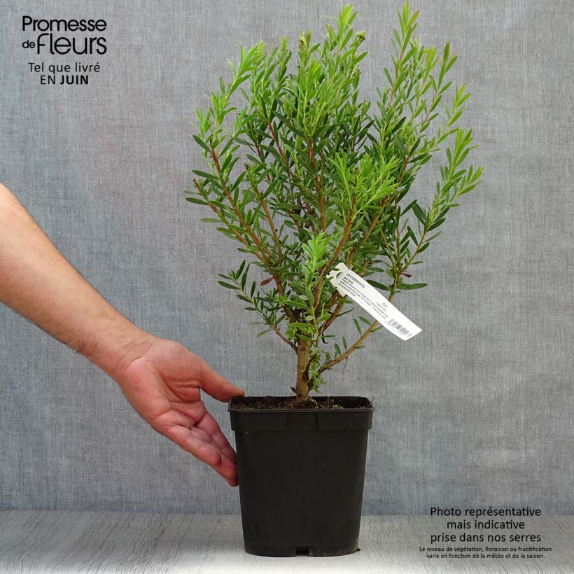 Spécimen de Leucadendron  Jack Harre Pot de 3L/4L tel que livré en été