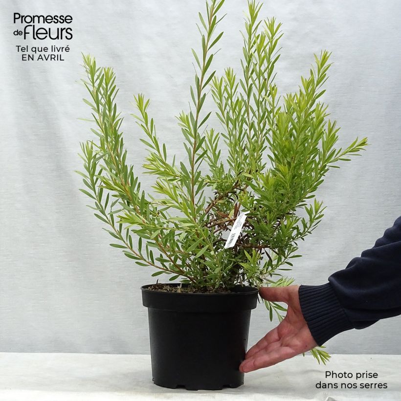 Spécimen de Leucadendron  Jack Harre Pot de 3L/4L tel que livré au printemps