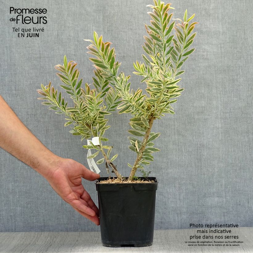 Spécimen de Leucadendron Jester  Pot de 3L/4L tel que livré en été