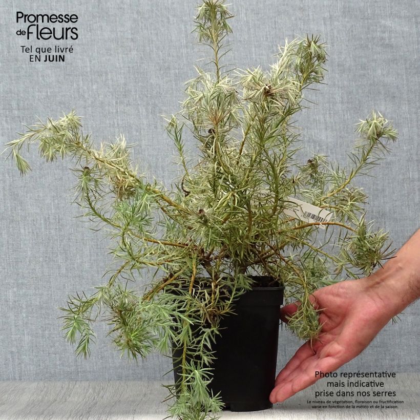 Spécimen de Leucadendron Jubilee Crown  Pot de 3L/4L tel que livré en été