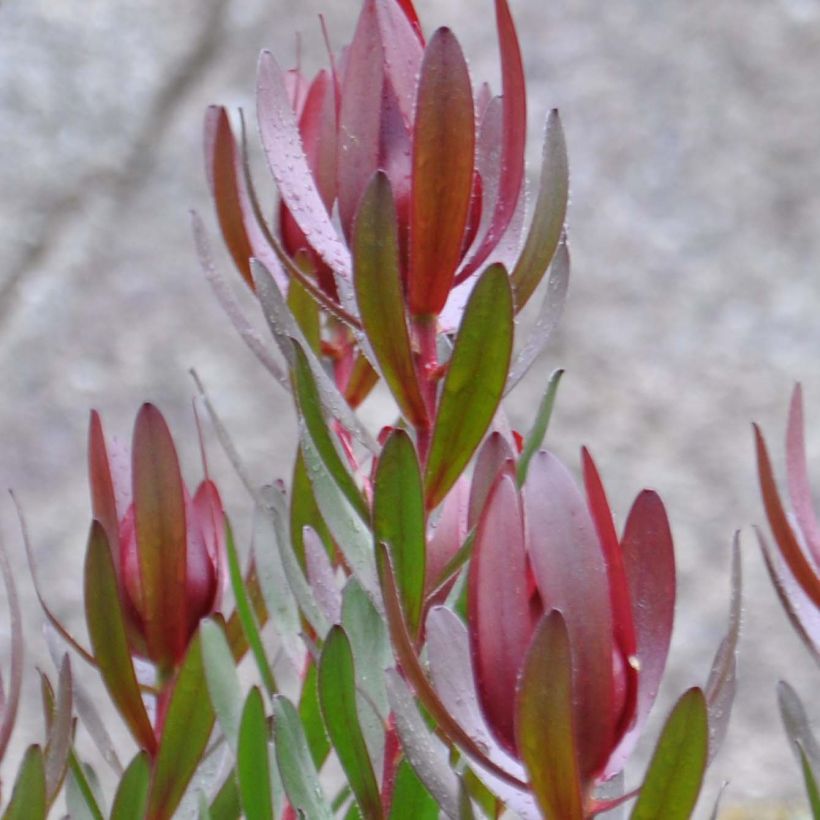 Leucadendron Safari Sunset (Floraison)