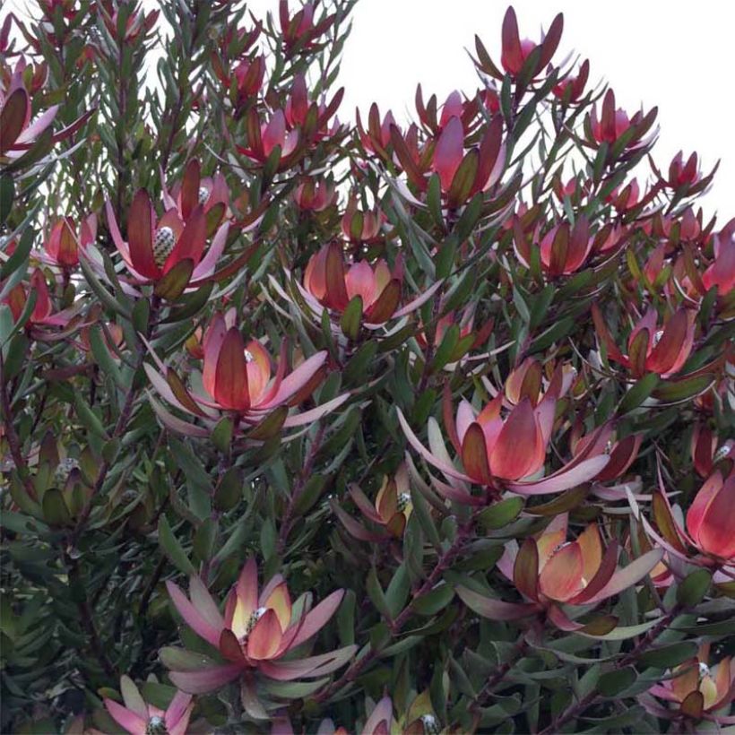 Leucadendron Safari Sunset (Port)