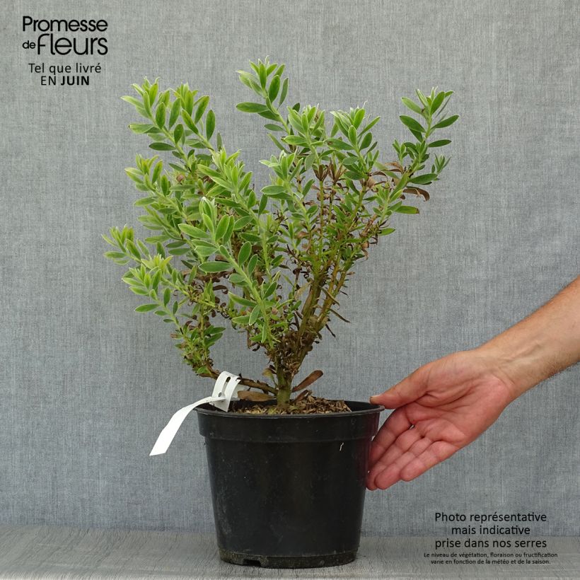 Spécimen de Leucadendron Safari Sunset Pot de 3L/4L tel que livré en été