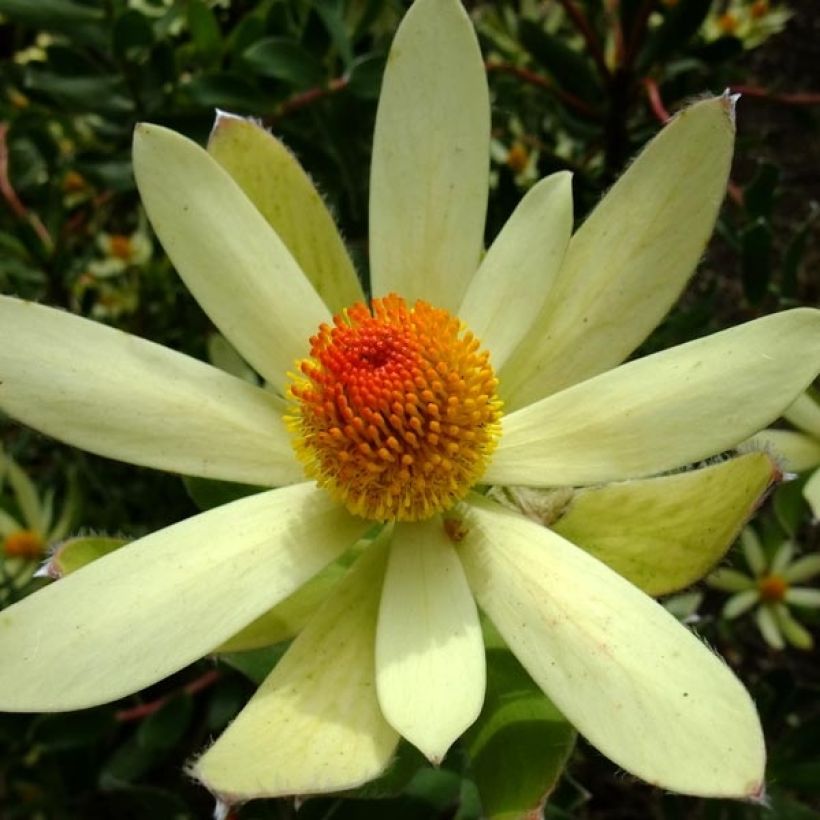 Leucadendron Summer Sun (Floraison)