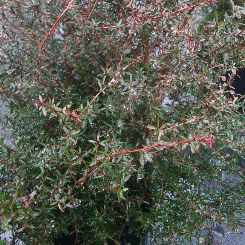 Leucadendron Sundance (Feuillage)