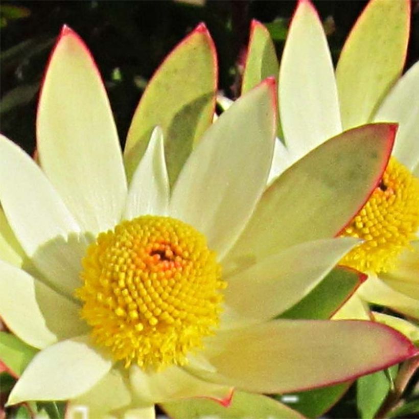 Leucadendron Sundance (Floraison)