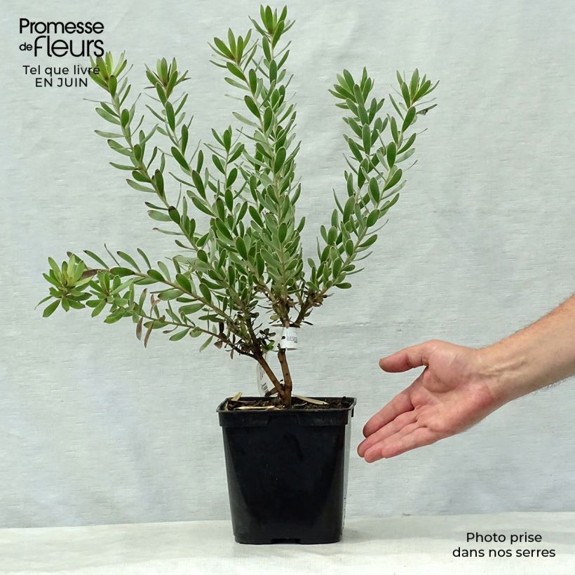 Spécimen de Leucadendron Sundance Pot de 3L/4L tel que livré en été