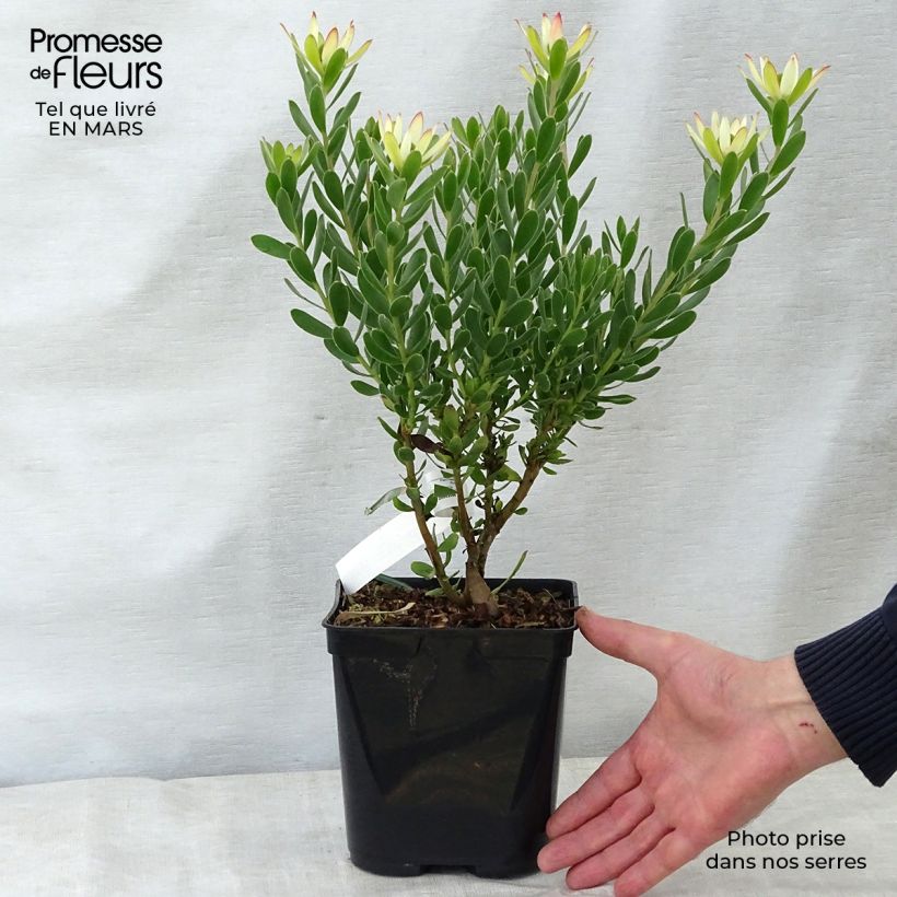 Spécimen de Leucadendron Sundance Pot de 3L/4L tel que livré au printemps