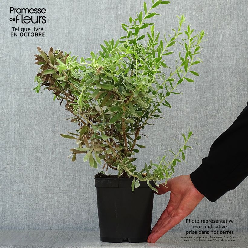 Spécimen de Leucadendron Sundance Pot de 3L/4L tel que livré en automne