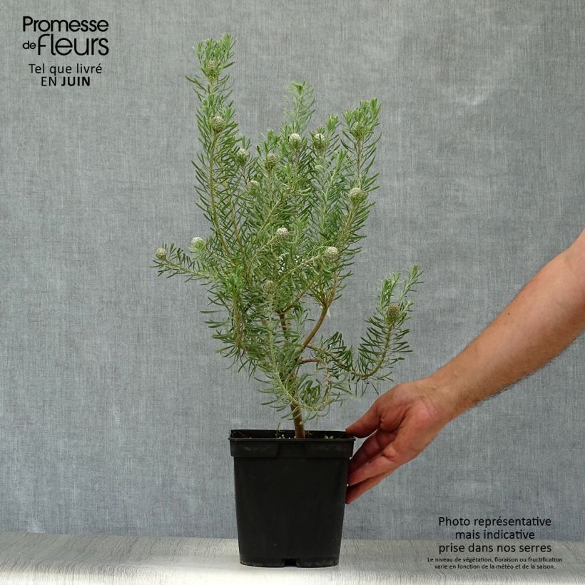 Spécimen de Leucadendron galpinii Carlin  Pot de 3L/4L tel que livré en été