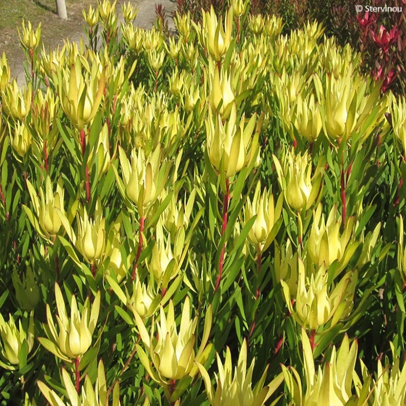Leucadendron Inca Gold (Feuillage)