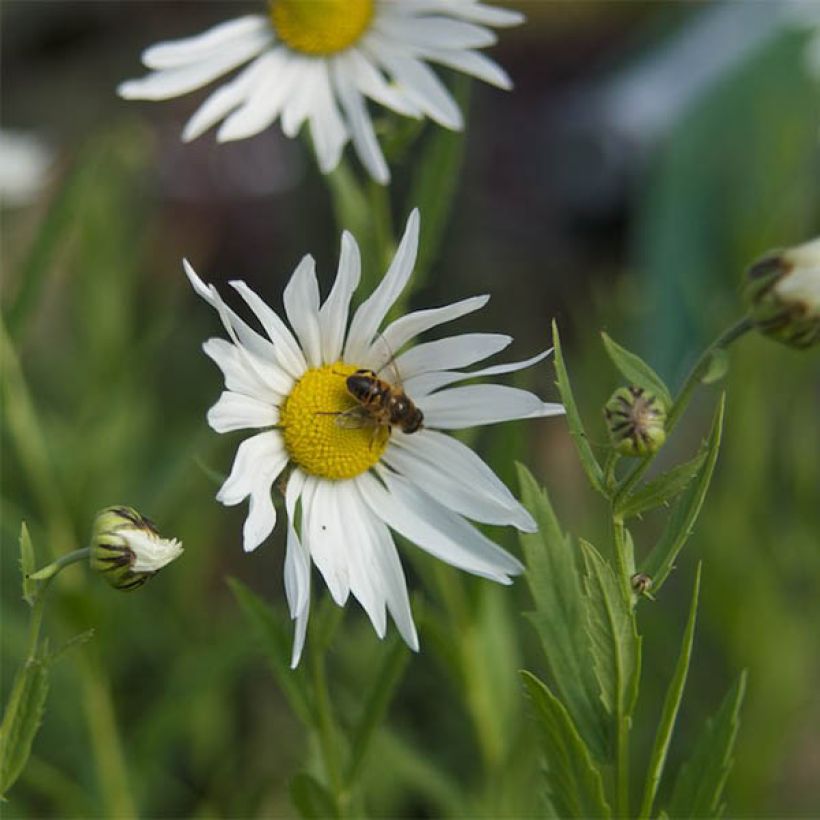 Leucanthemella serotina - Grande marguerite d'automne (Floraison)