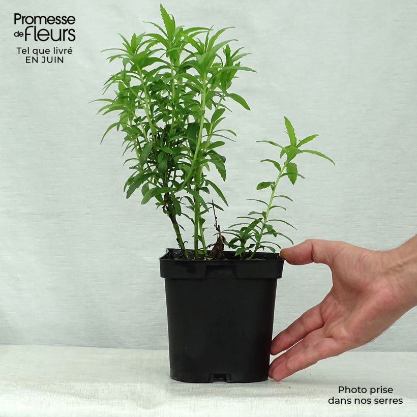 Spécimen de Leucanthemella serotina - Grande marguerite d'automne Pot de 2L/3L tel que livré en été