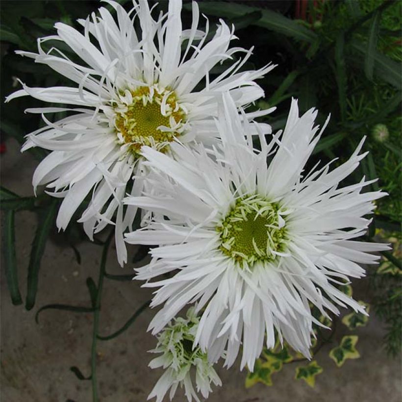 Leucanthemum Aglaia - Grande Marguerite (Floraison)