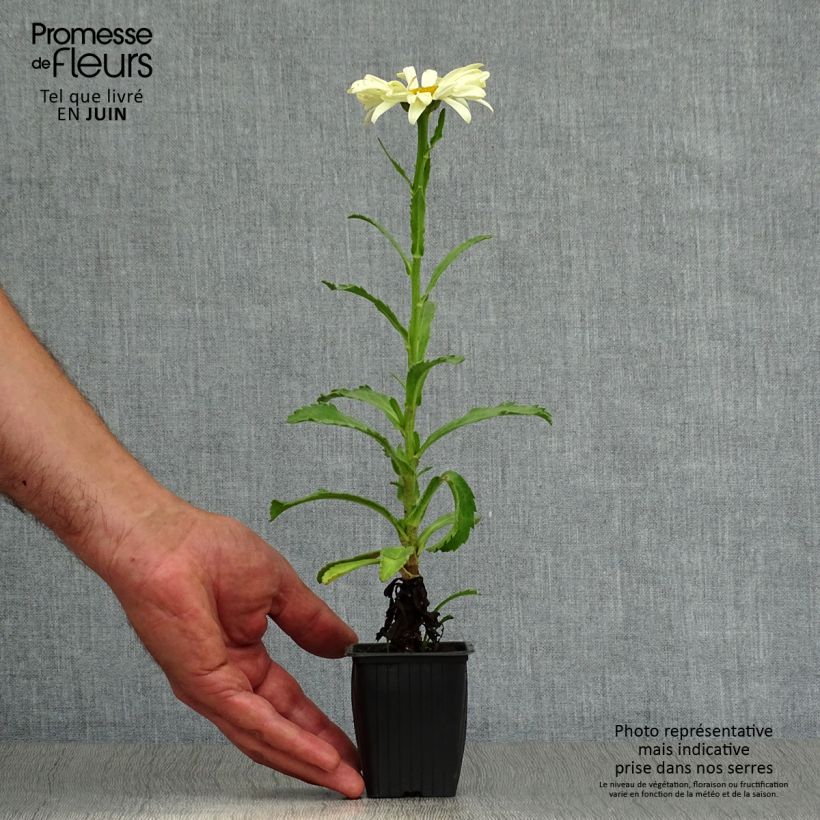 Spécimen de Leucanthemum Banana Cream - Grande marguerite Godet de 7/8 cm tel que livré en été