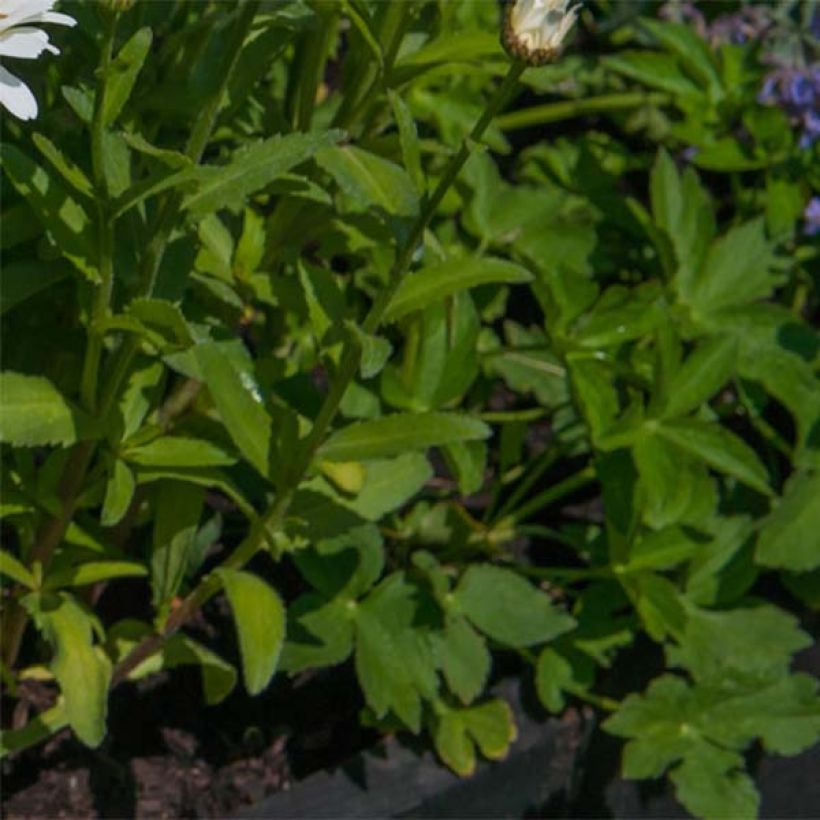 Leucanthemum Kings Crown - Grande marguerite. (Feuillage)