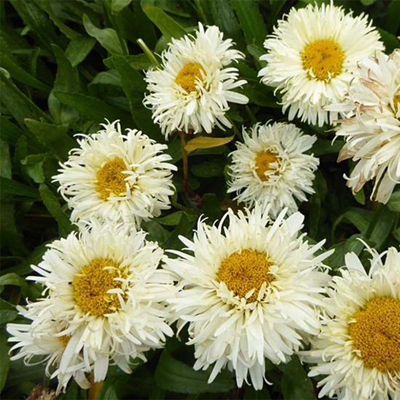 Leucanthemum Kings Crown - Grande marguerite. (Floraison)