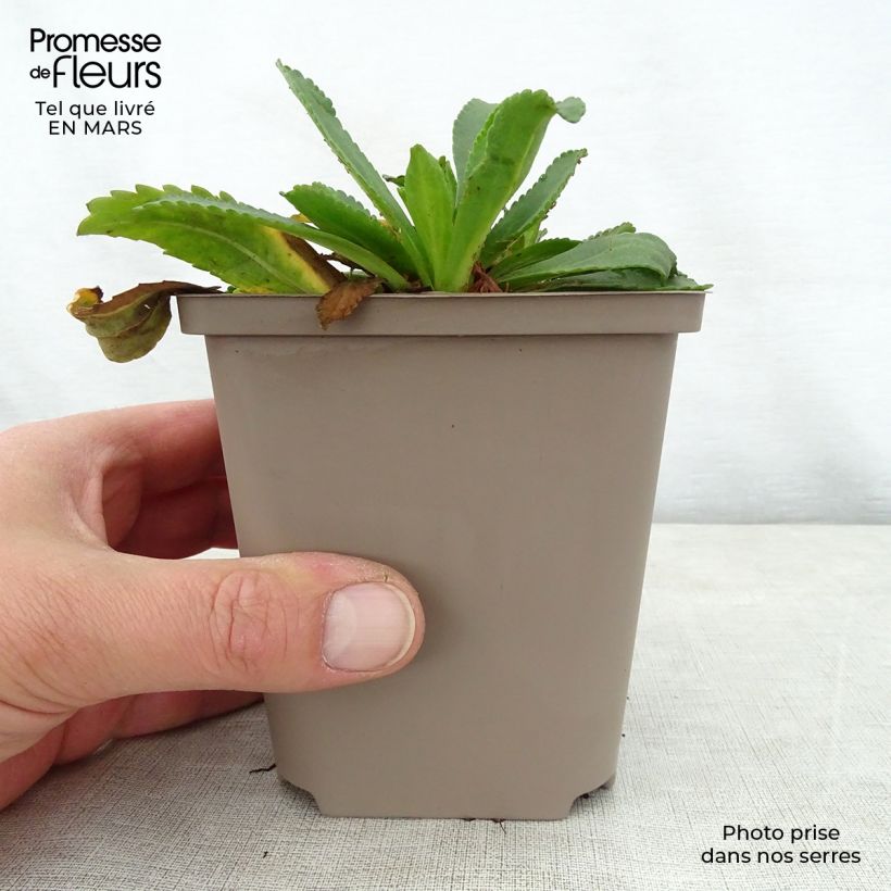 Spécimen de Leucanthemum Kings Crown - Grande marguerite. Godet de 9cm tel que livré au printemps