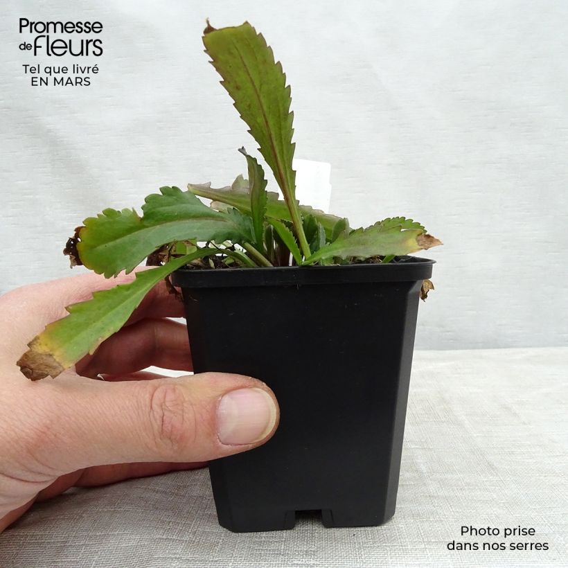 Spécimen de Leucanthemum Polaris - Marguerite d'été Godet de 9cm tel que livré au printemps