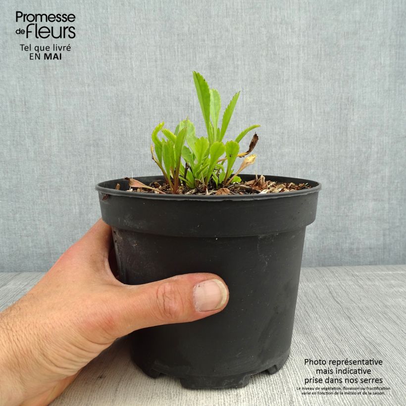 Spécimen de Leucanthemum Princesse d'Argent - Grande marguerite en pot de 2L/3L tel que livré au printemps