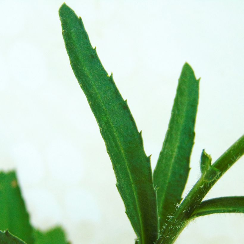 Leucanthemum Real Neat - Grande marguerite (Feuillage)