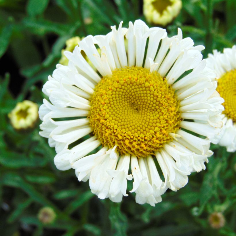 Leucanthemum Real Neat - Grande marguerite (Floraison)