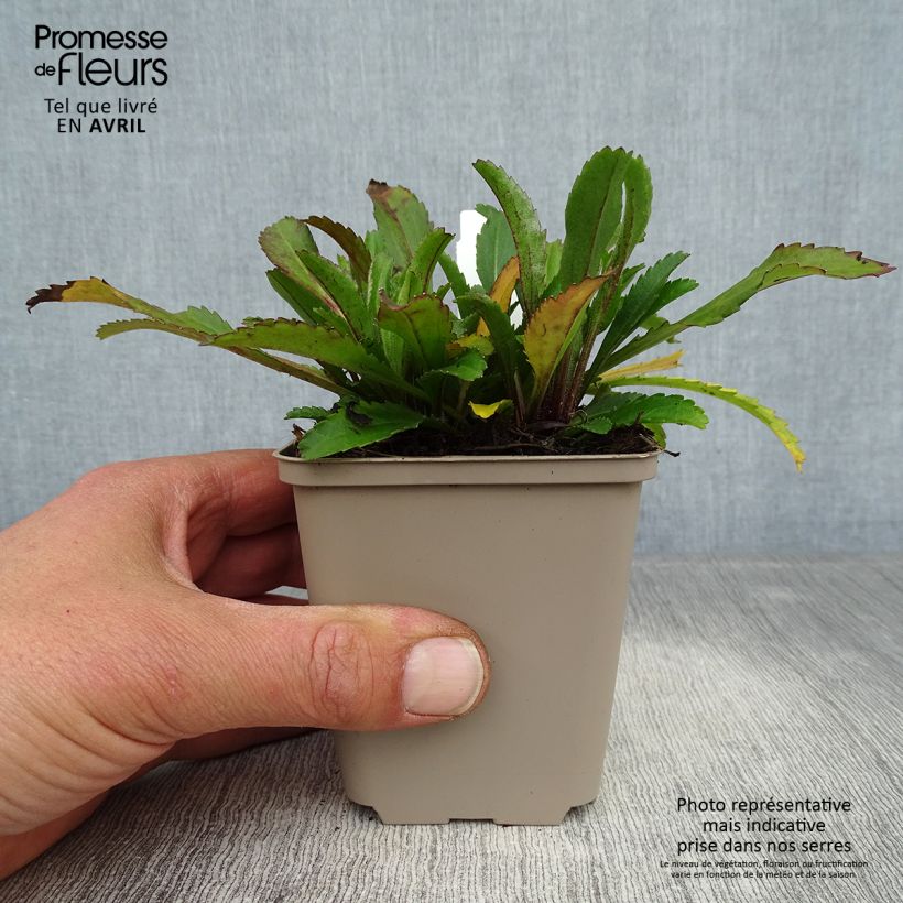 Spécimen de Leucanthemum Real Neat - Grande marguerite Godet de 9cm tel que livré au printemps