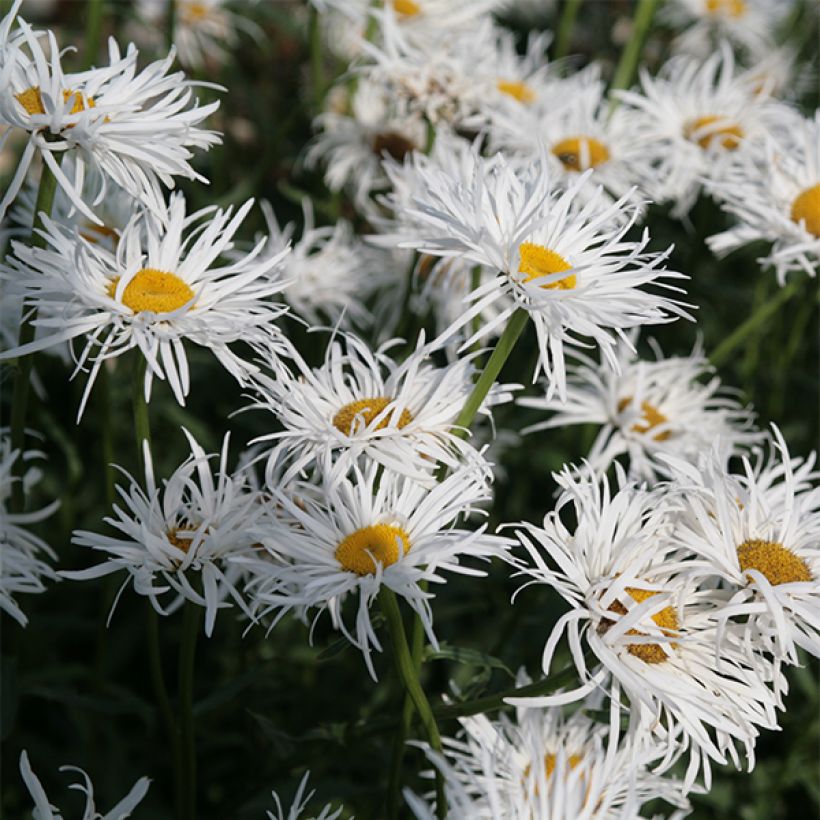 Leucanthemum Shapcott Gossamer - Grande marguerite (Floraison)