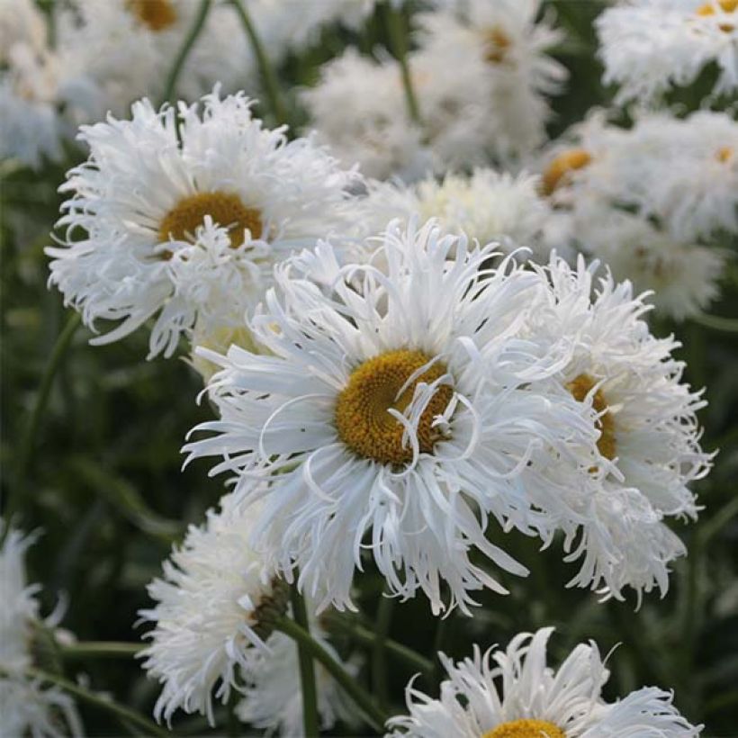 Leucanthemum Shapcott Ruffles - Grande marguerite (Floraison)