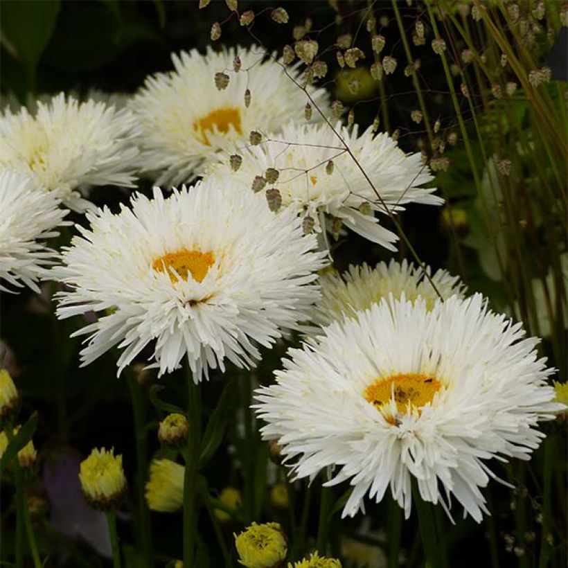 Leucanthemum Shapcott Summer Clouds - Grande Marguerite (Floraison)