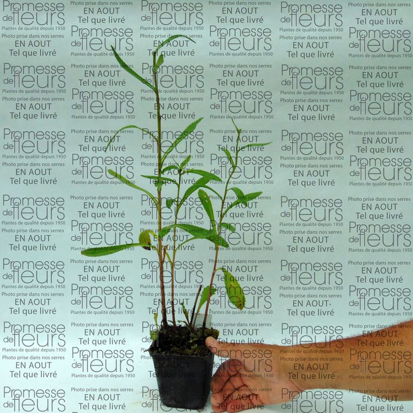 Exemple de spécimen de Leucanthemum Shapcott Summer Clouds - Grande Marguerite tel que livré