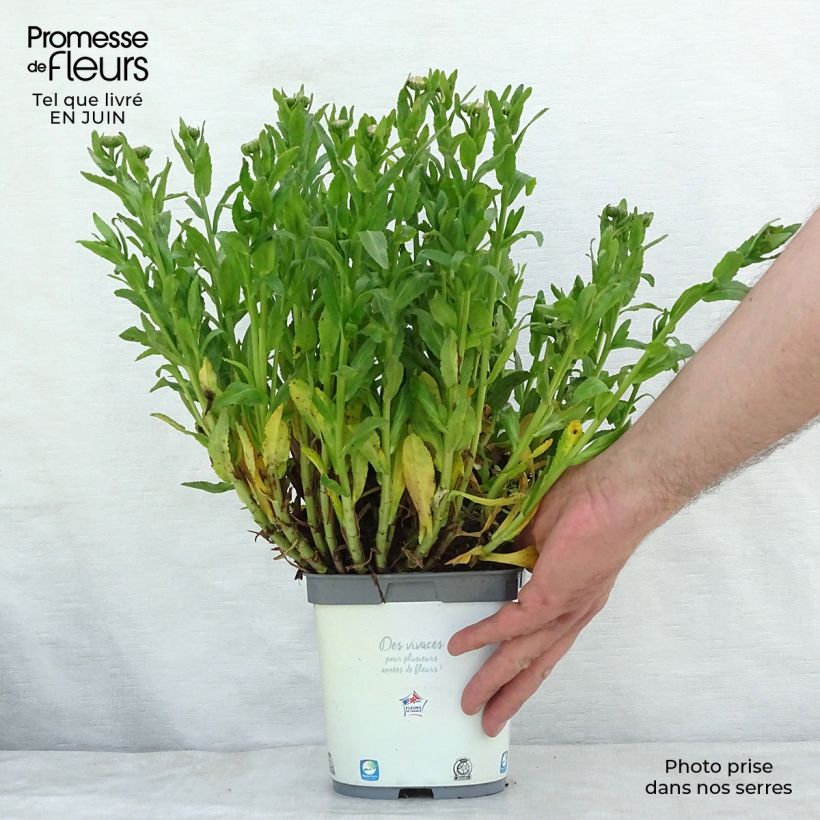 Spécimen de Leucanthemum Snow Lady - Grande Marguerite naine Pot de 2L/3L tel que livré en été