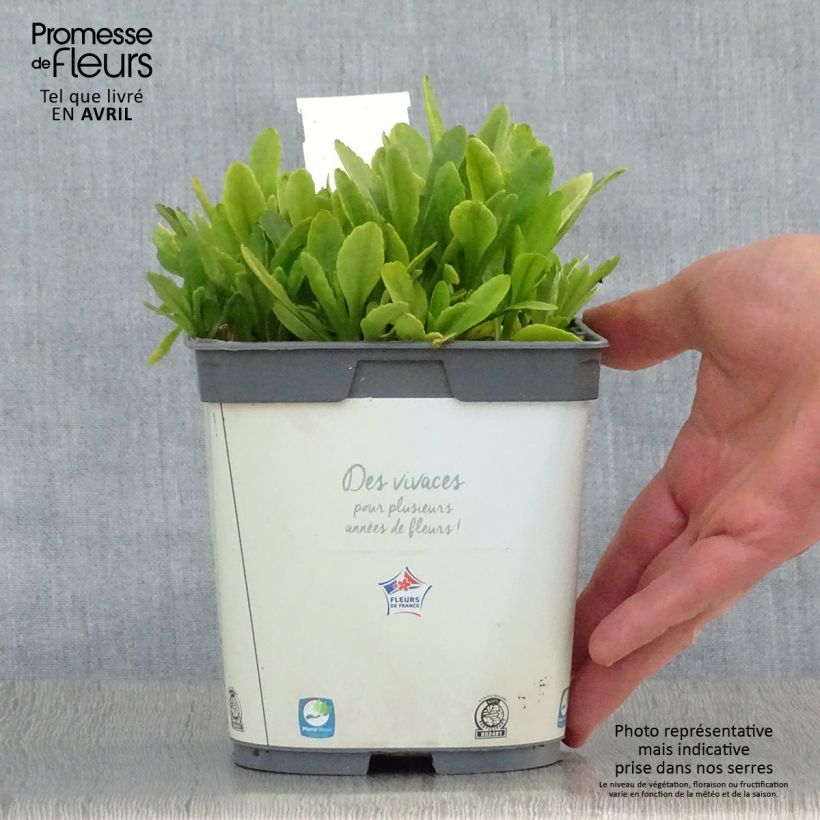 Spécimen de Leucanthemum Snow Lady - Grande Marguerite naine en pot de 2/3 L Pot de 2L/3L tel que livré au printemps