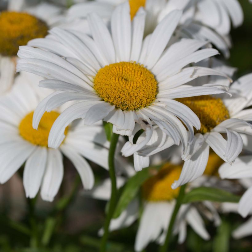 Leucanthemum Snow Lady - Grande Marguerite naine (Floraison)