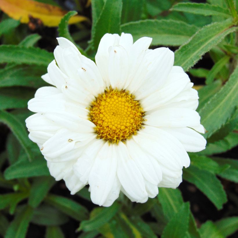 Leucanthemum Victorian Secret - Marguerite à fleurs doubles (Floraison)