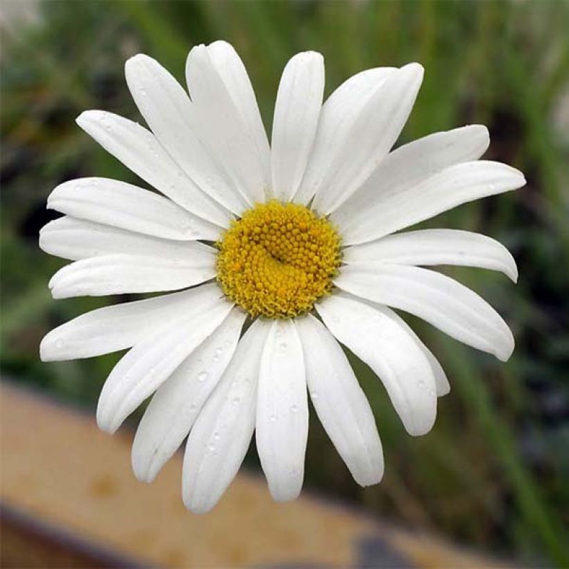 Leucanthemum maximum Etoile d'Anvers - Grande marguerite (Floraison)