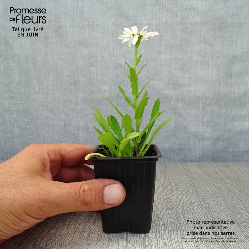 Spécimen de Leucanthemum maximum Etoile d'Anvers - Grande marguerite Godet de 7/8 cm tel que livré en été