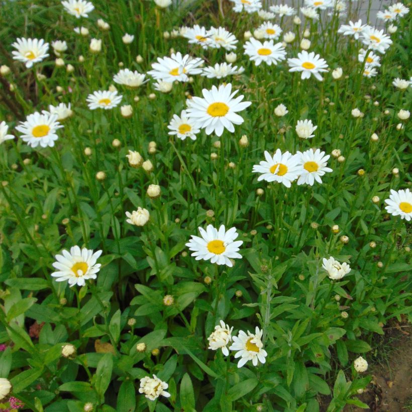 Leucanthemum superbum Becky - Grande marguerite (Floraison)