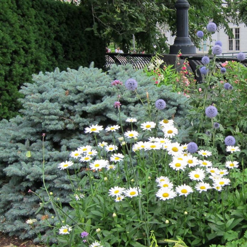 Leucanthemum superbum Becky - Grande marguerite (Port)