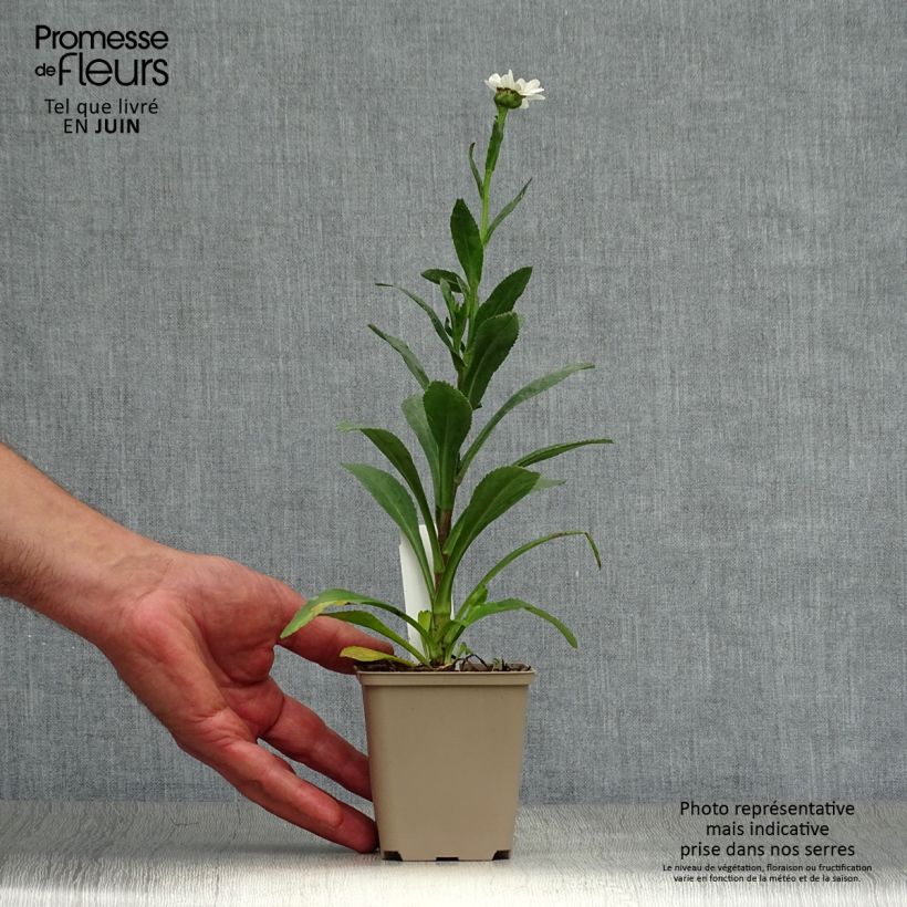 Spécimen de Leucanthemum superbum Becky - Grande marguerite Godet de 8/9 cm tel que livré en été